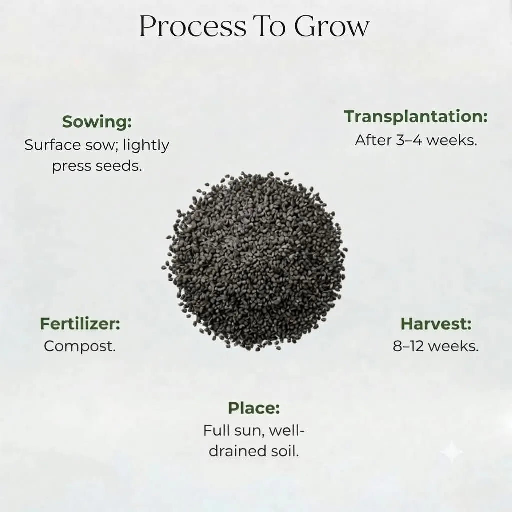 German Chamomile Seeds (30 seeds)
