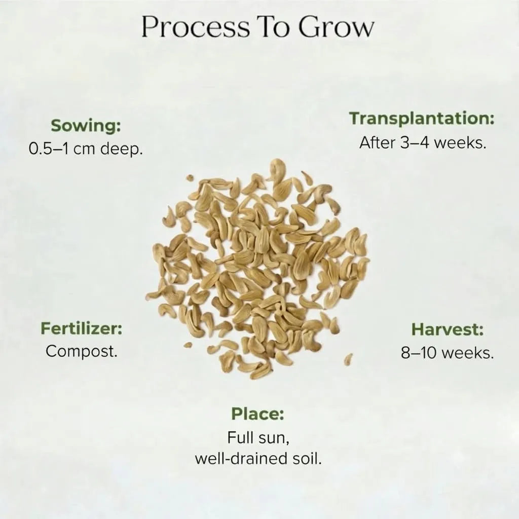 Gompherena Mixed Seeds (10 seeds)