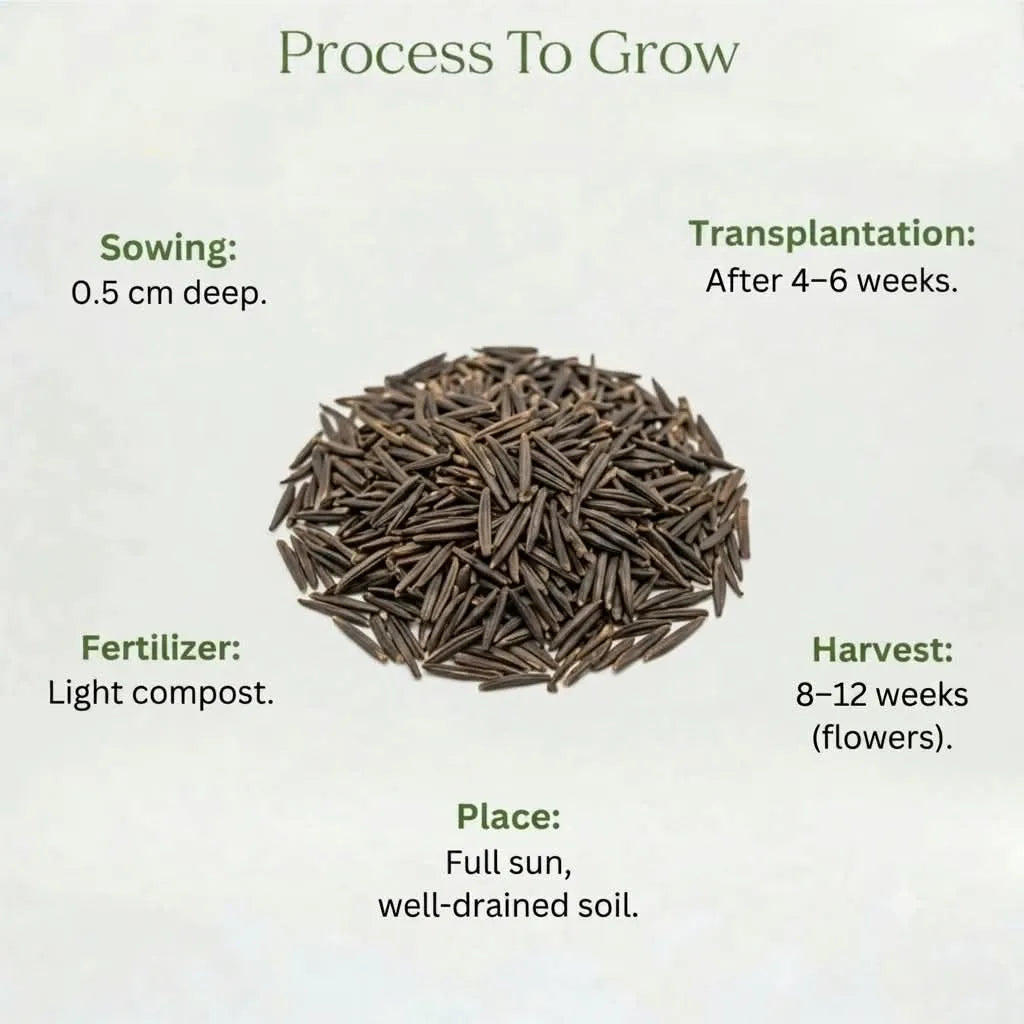Gazania Seeds (20 seeds)
