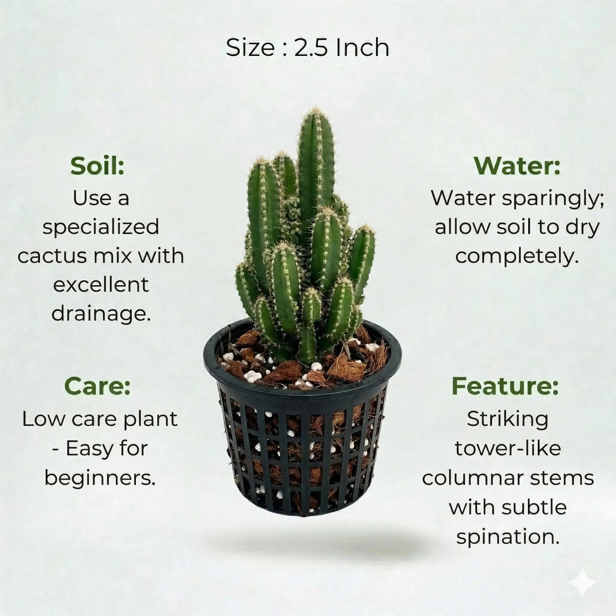 A plant in black net pot on a white background with certain details