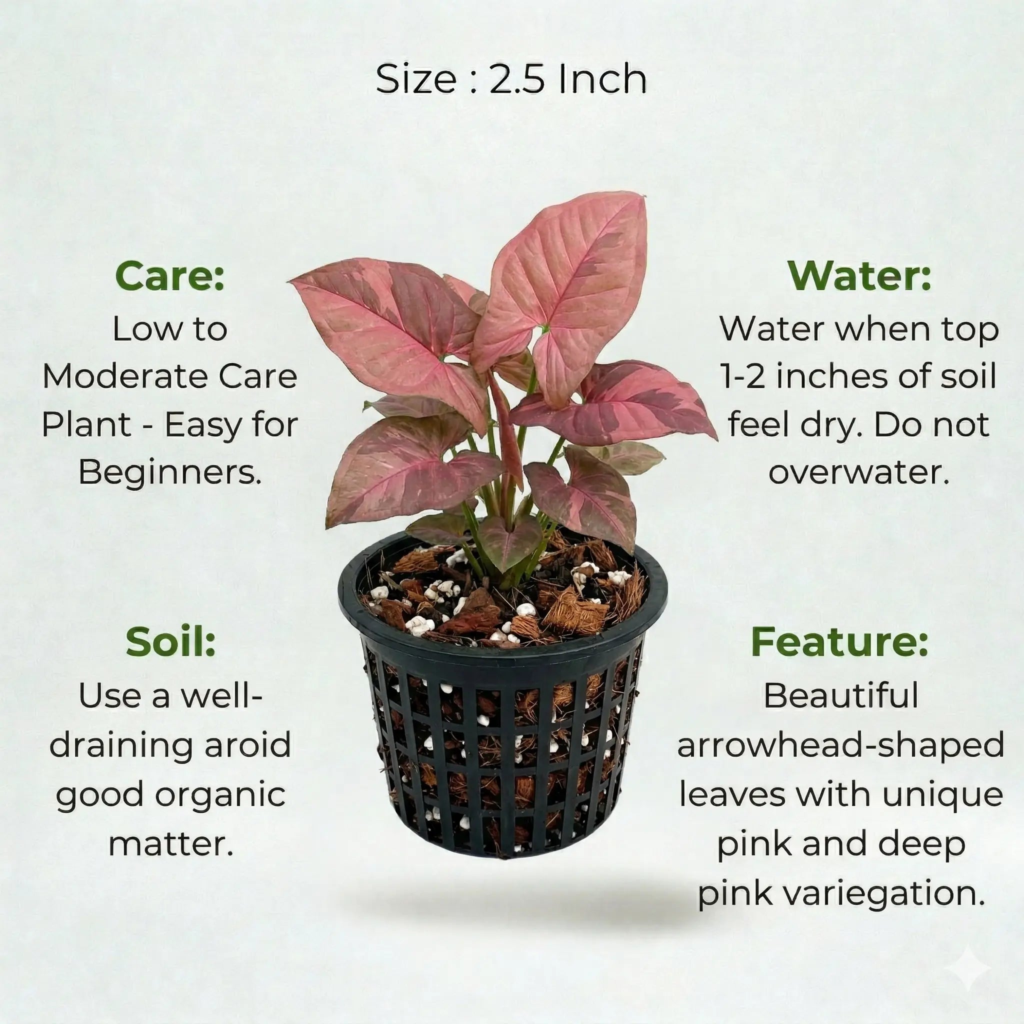 A plant in black net pot on a white background with certain details