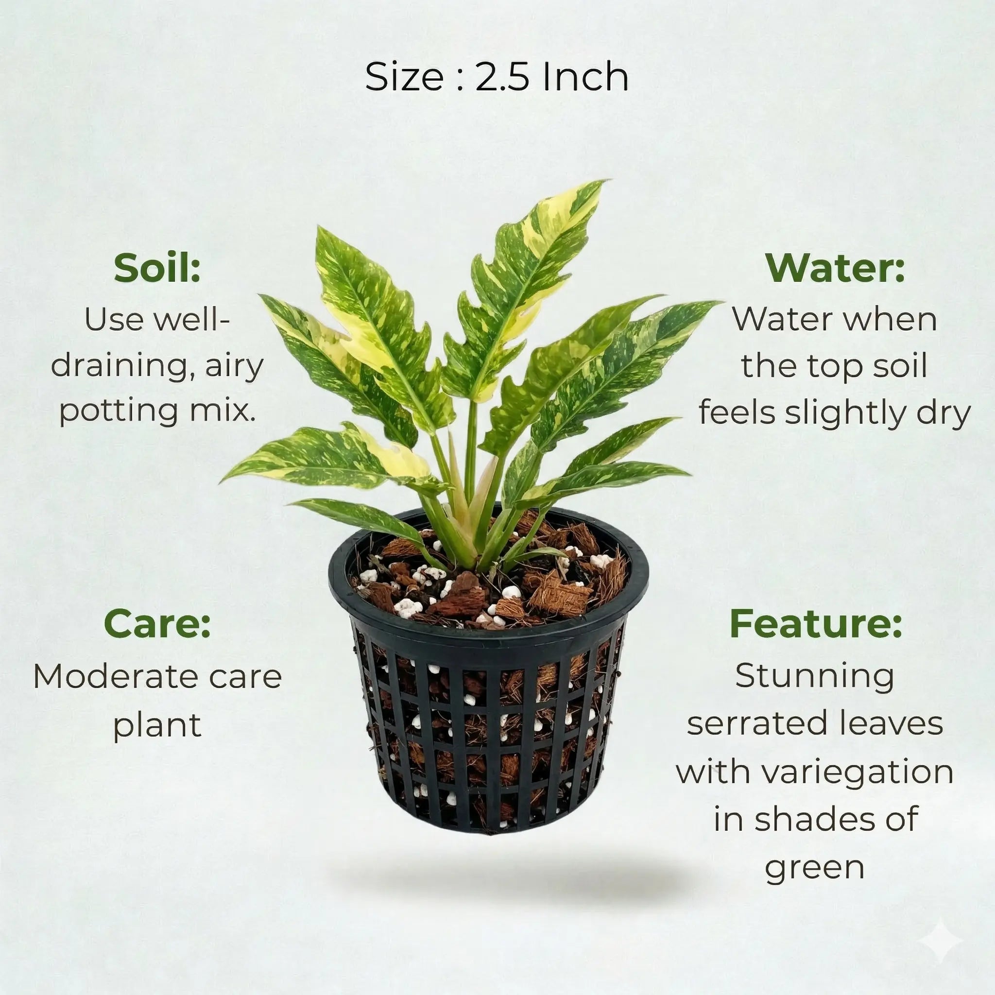 A plant in black net pot on a white background with certain details