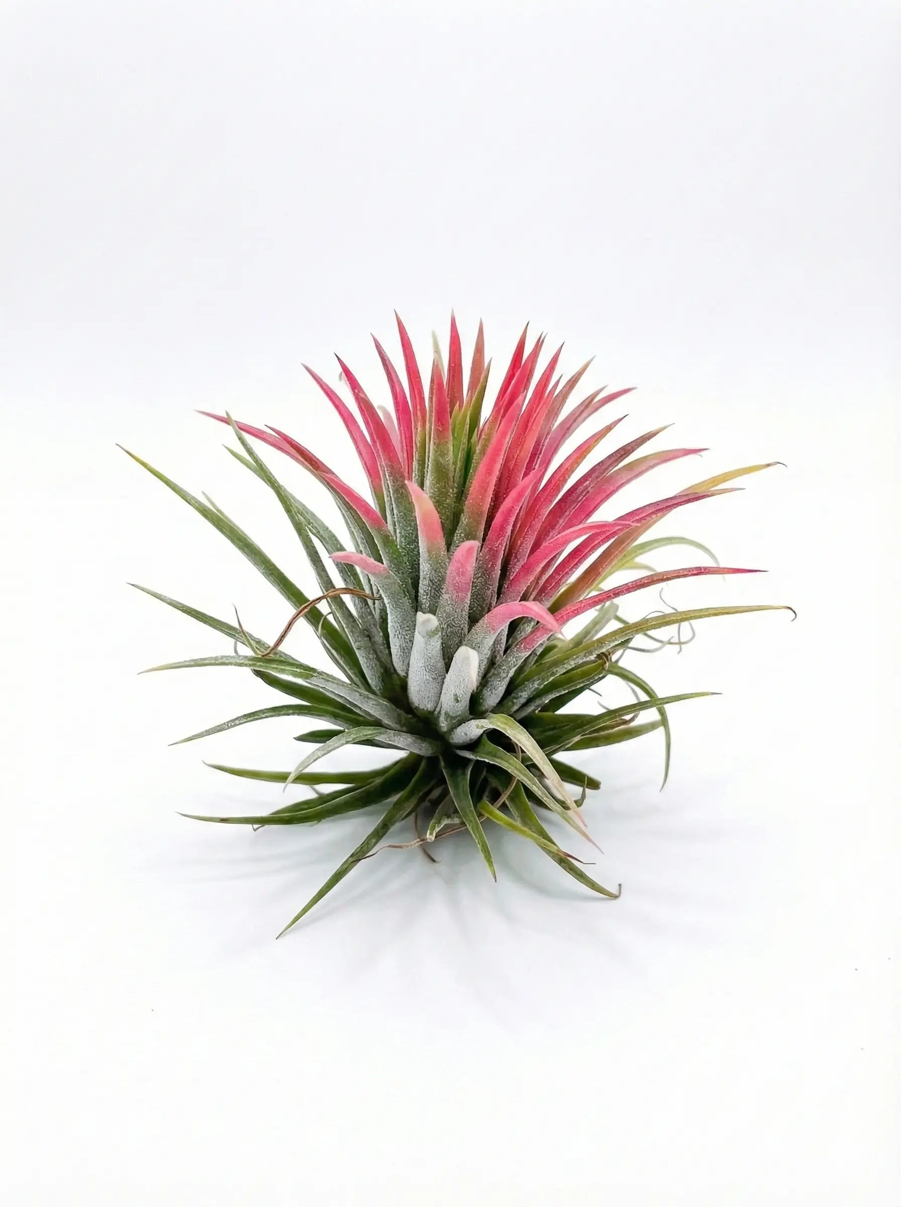 Tillandsia Lonantha Air Plant Live (1Pc)