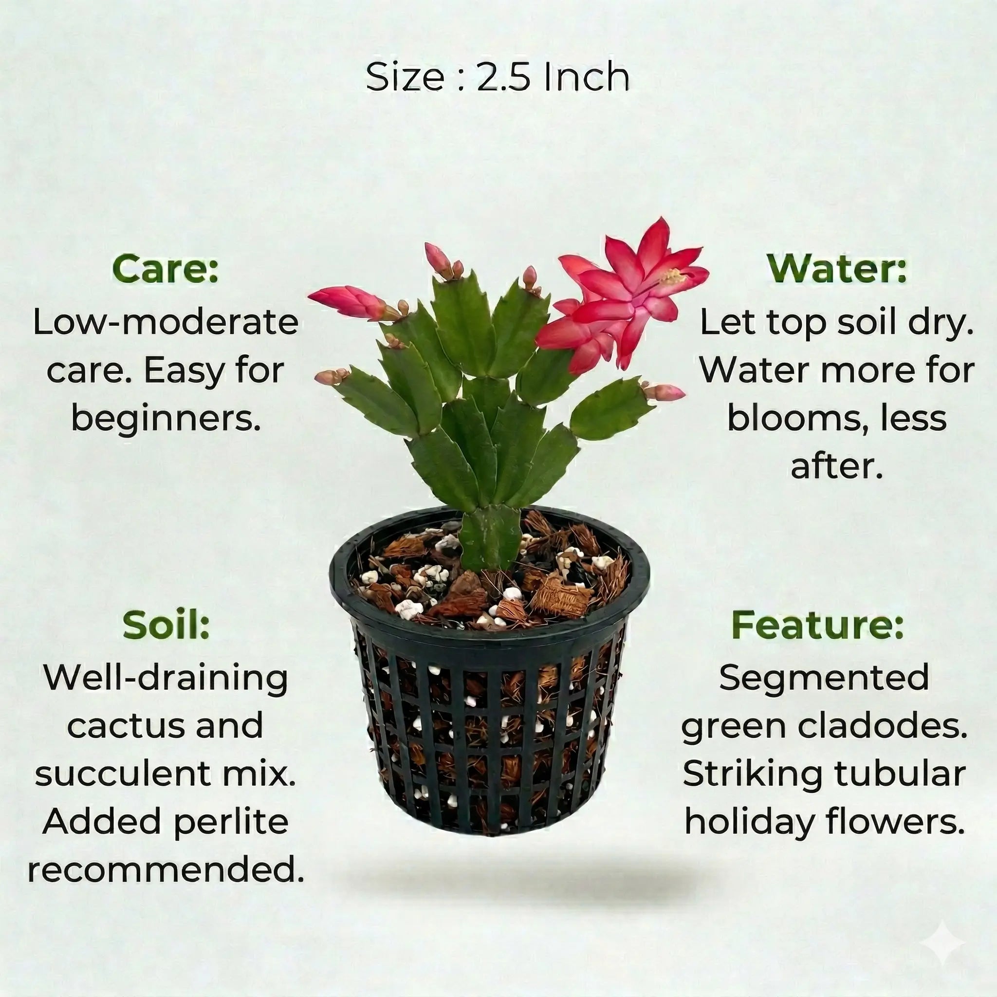 A plant in black net pot on a white background with certain details