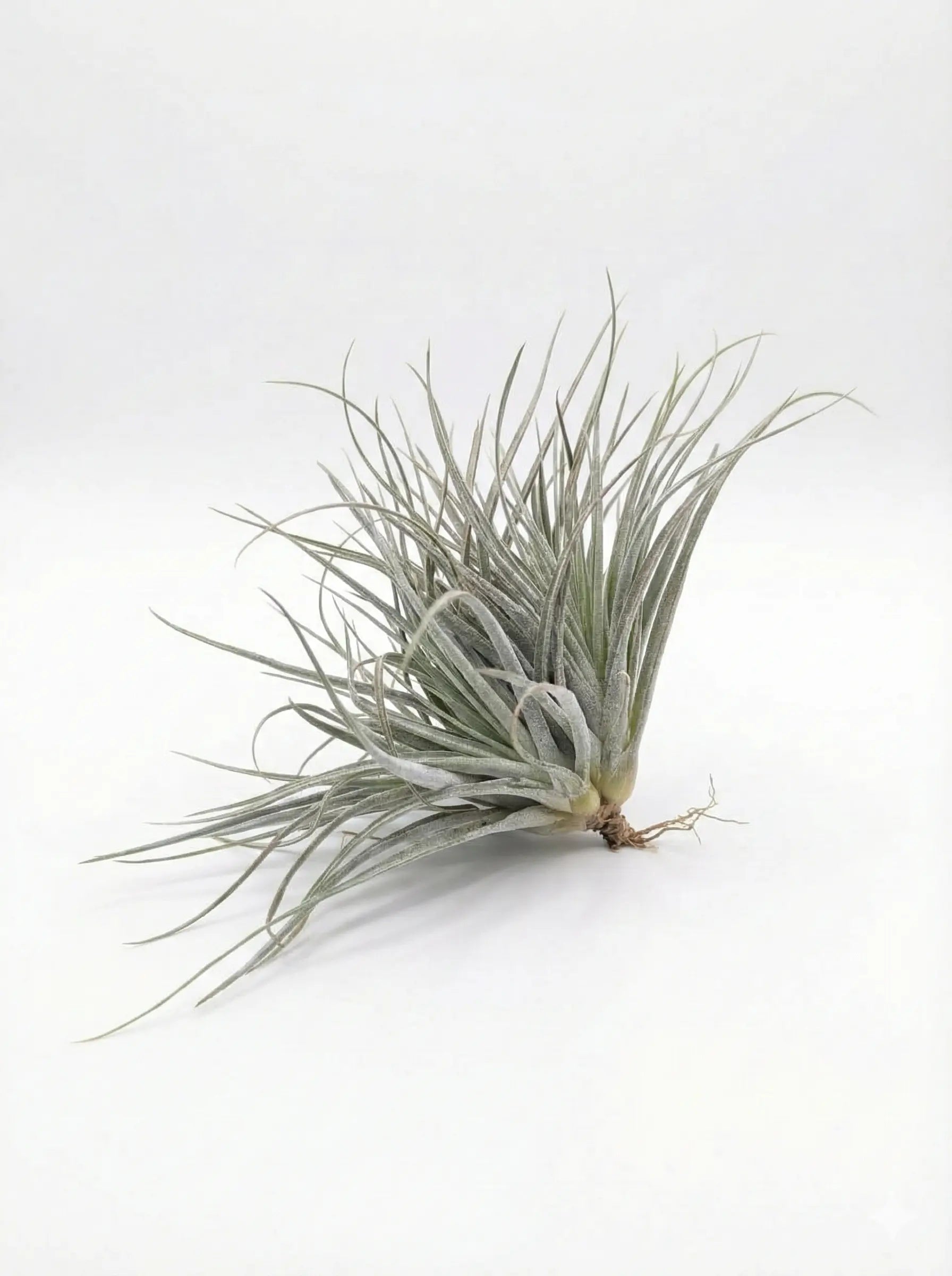 Tillandsia Secunda Silver Air Plant Sapling (1Pc)