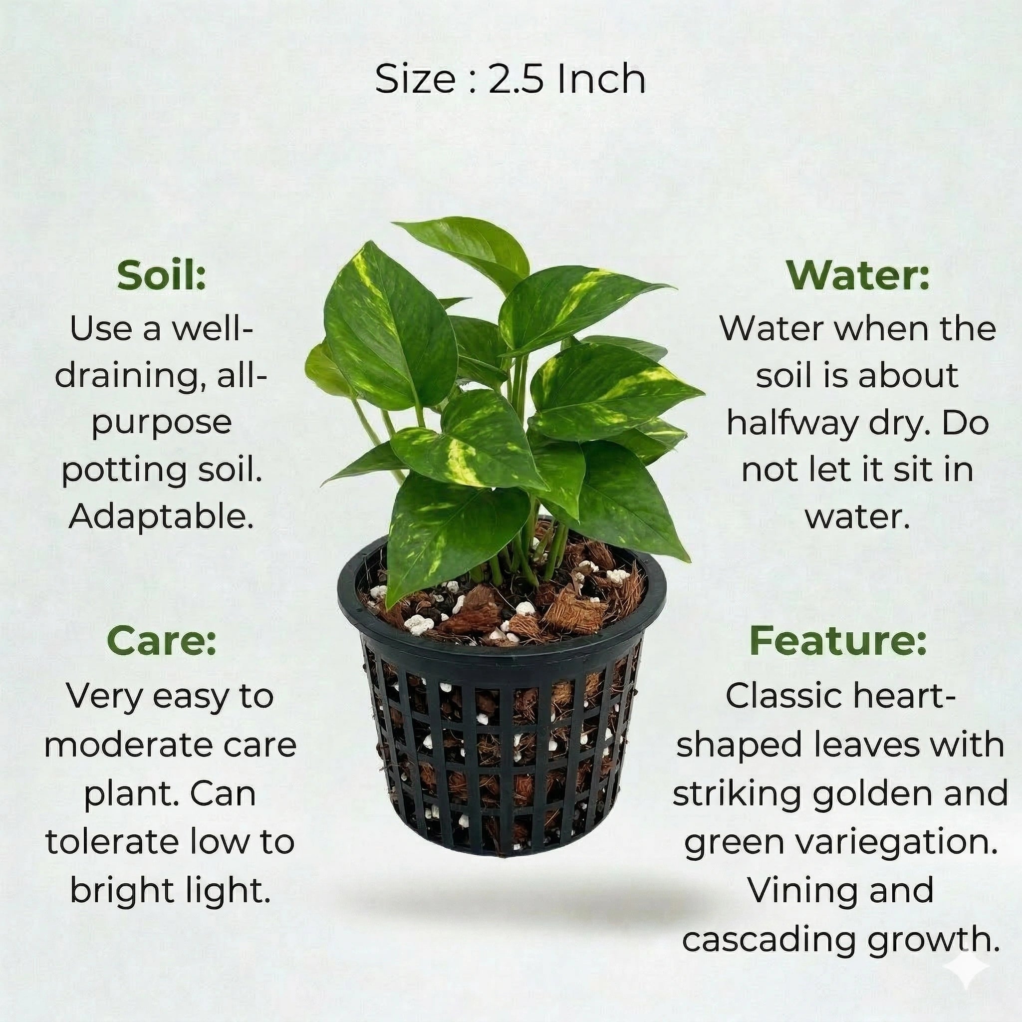 A plant in black net pot on a white background with certain details