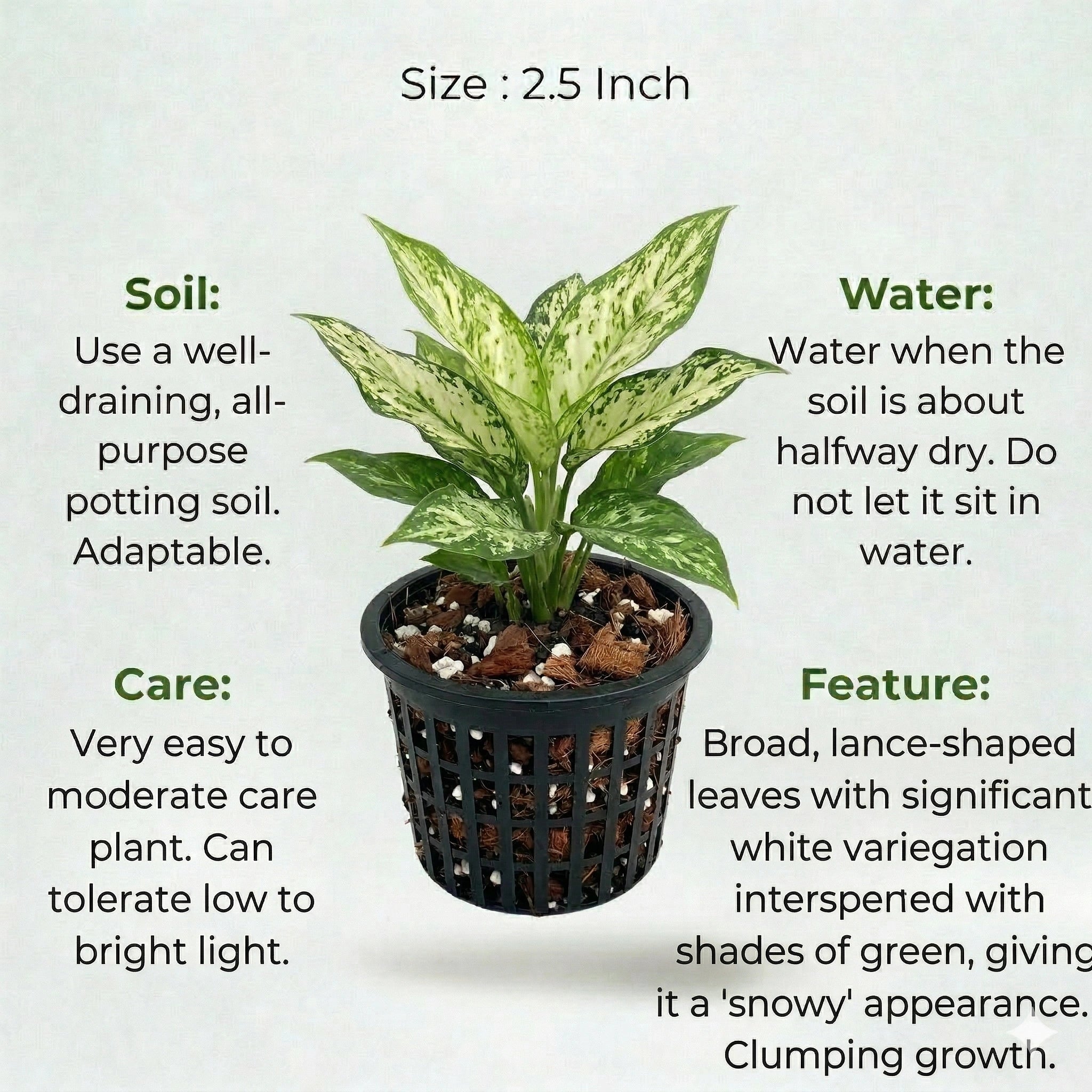 A plant in black net pot on a white background with certain details