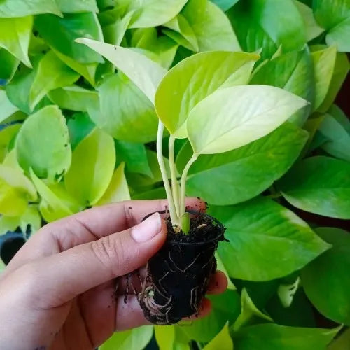 Golden Money Plant Sapling (1pc)