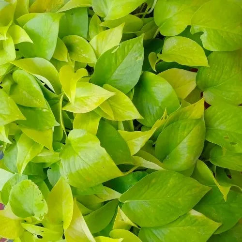Golden Money Plant Sapling (1pc)