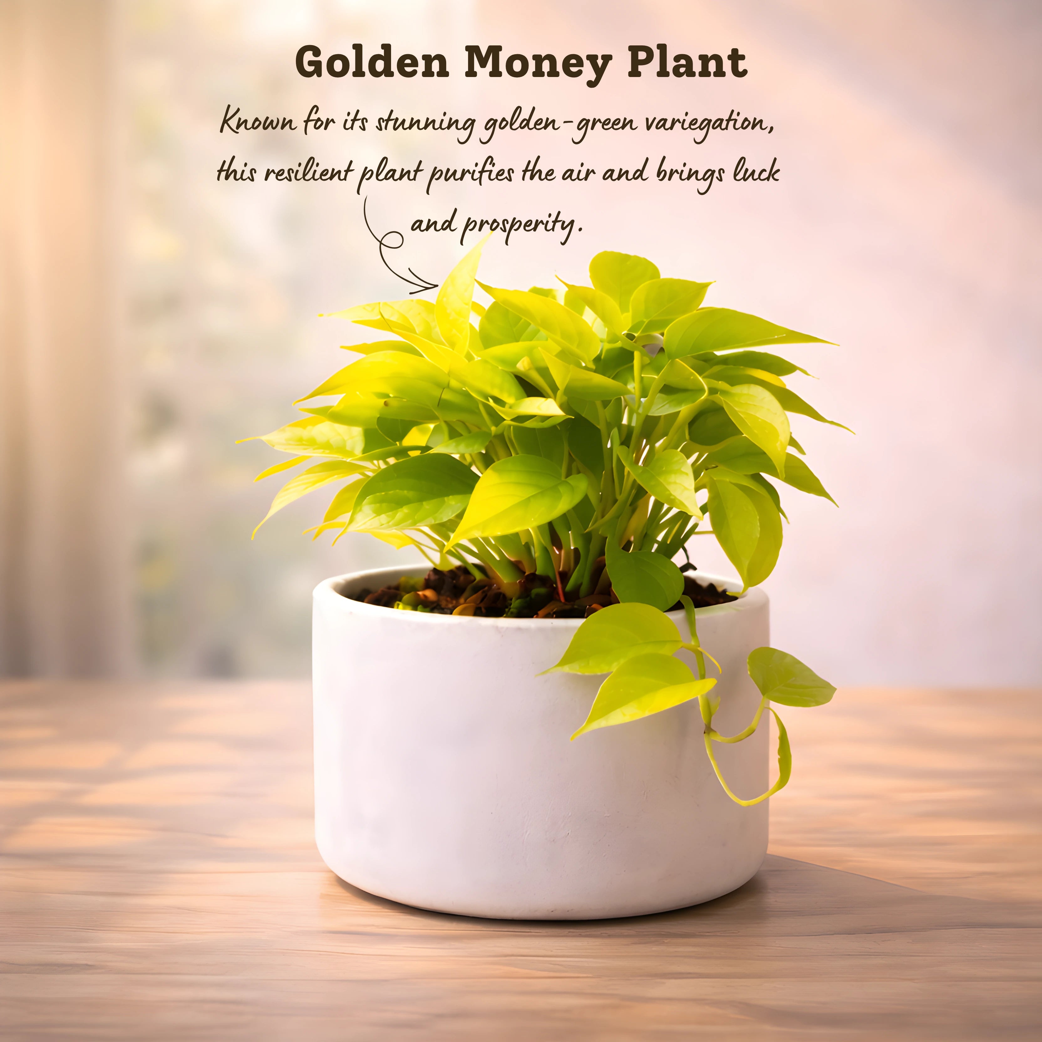 golden money plant vastu Vastu Good Luck Plants for Home – The Affordable Organic Store