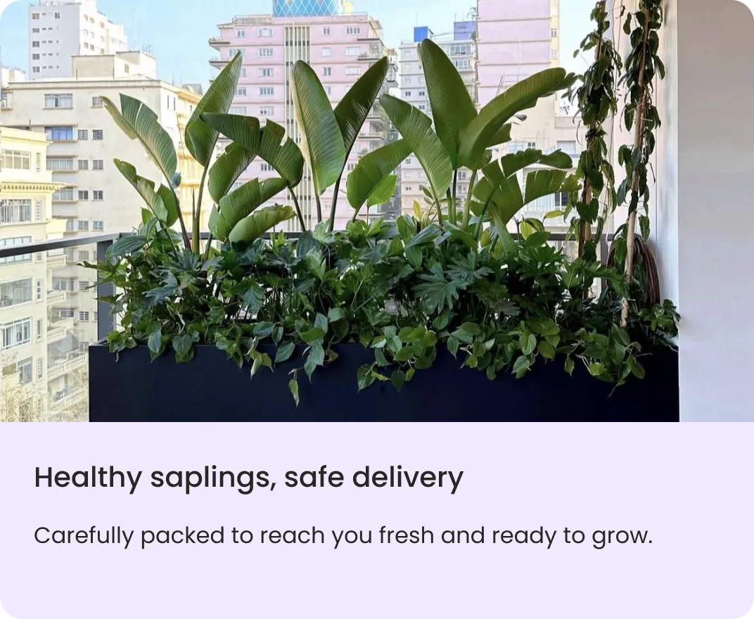 spider plant in telugu Buy Spider Plant Sapling (1pc) | Only Rs.79/-