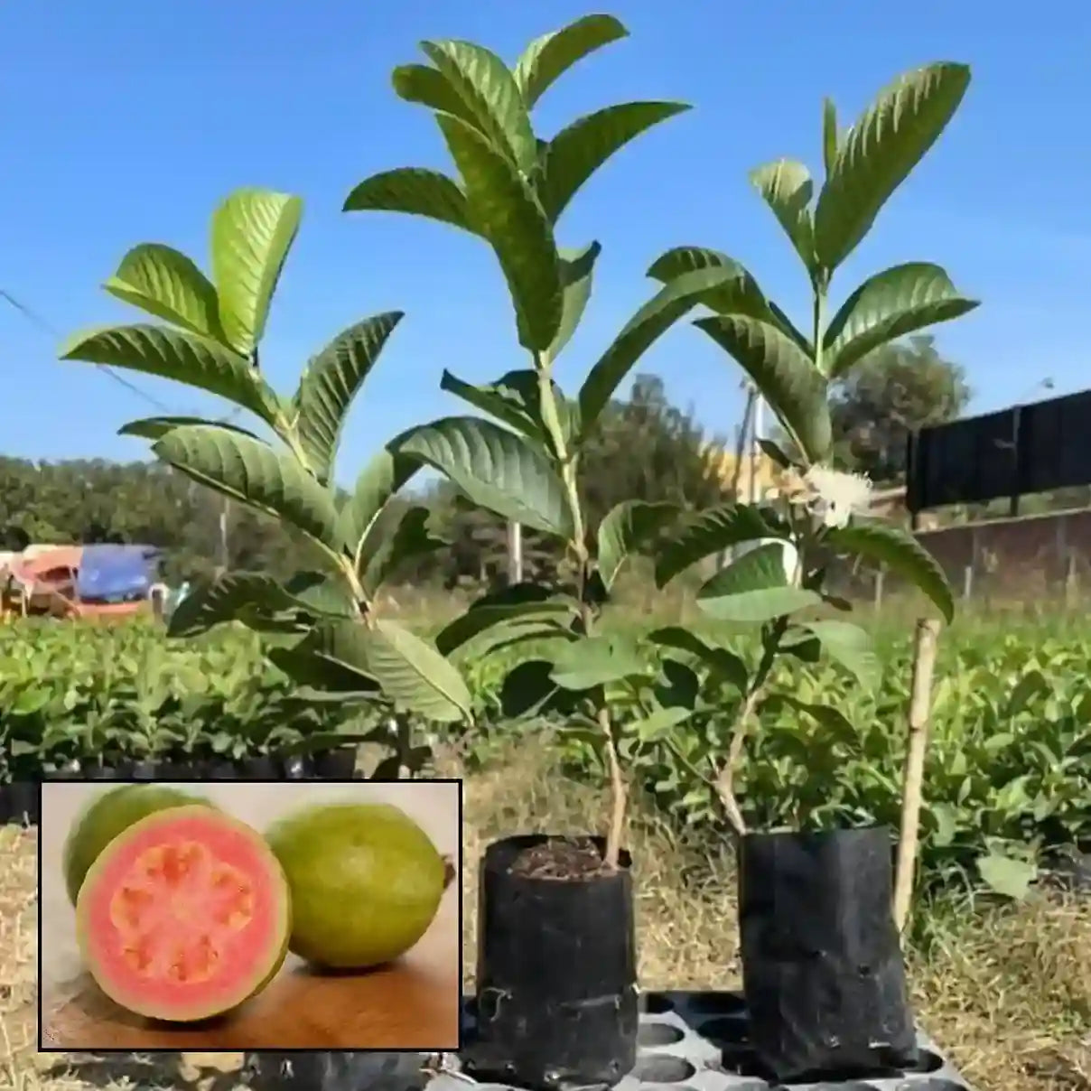 Guava Taiwan Pink Sapling (1pc)