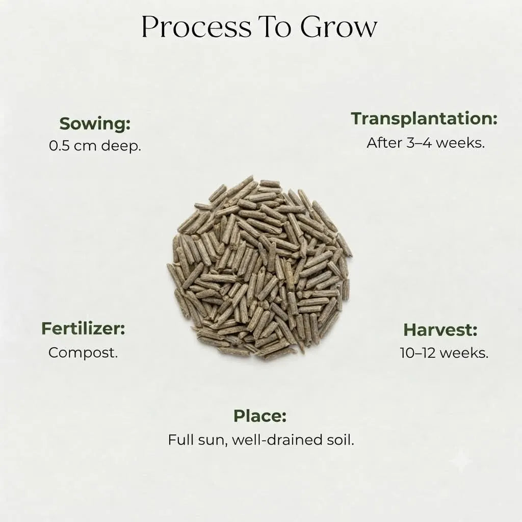 Helichrysum Seeds (10 seeds)