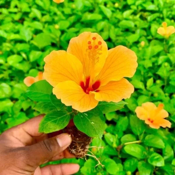 A hand holding yellow Hibiscus Plant Sapling ina net pot with several similar samplings in the background.