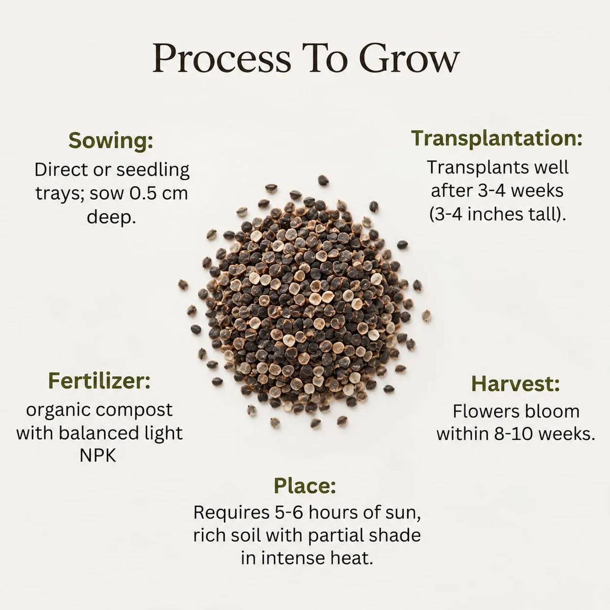 Holly Hock Seeds (5 seeds)