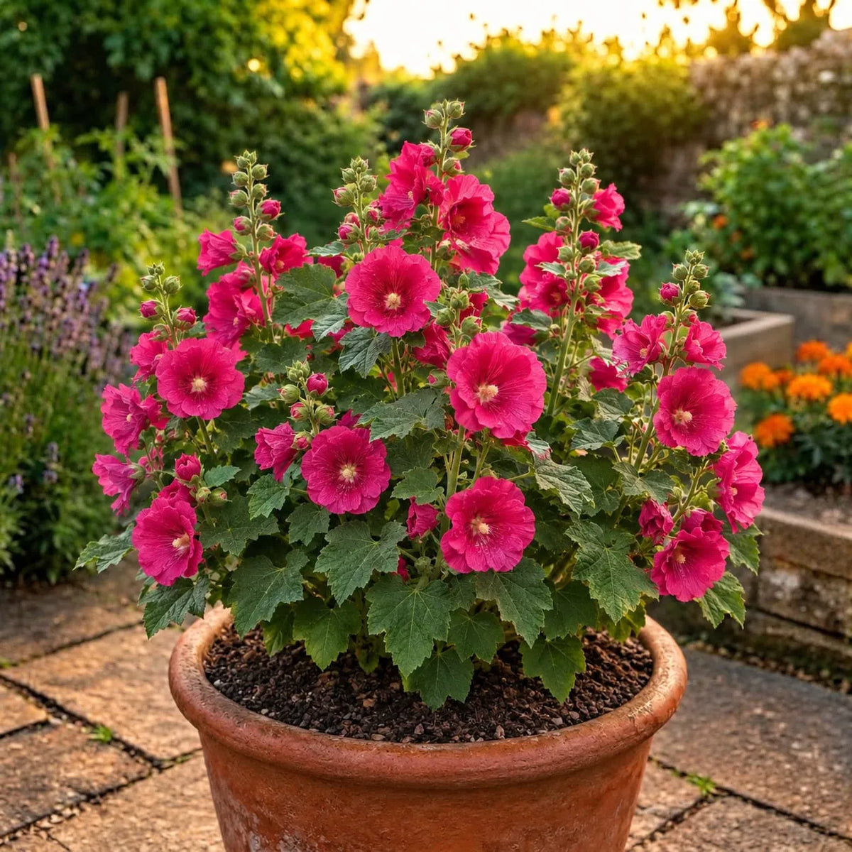 Holly Hock Seeds (5 seeds)