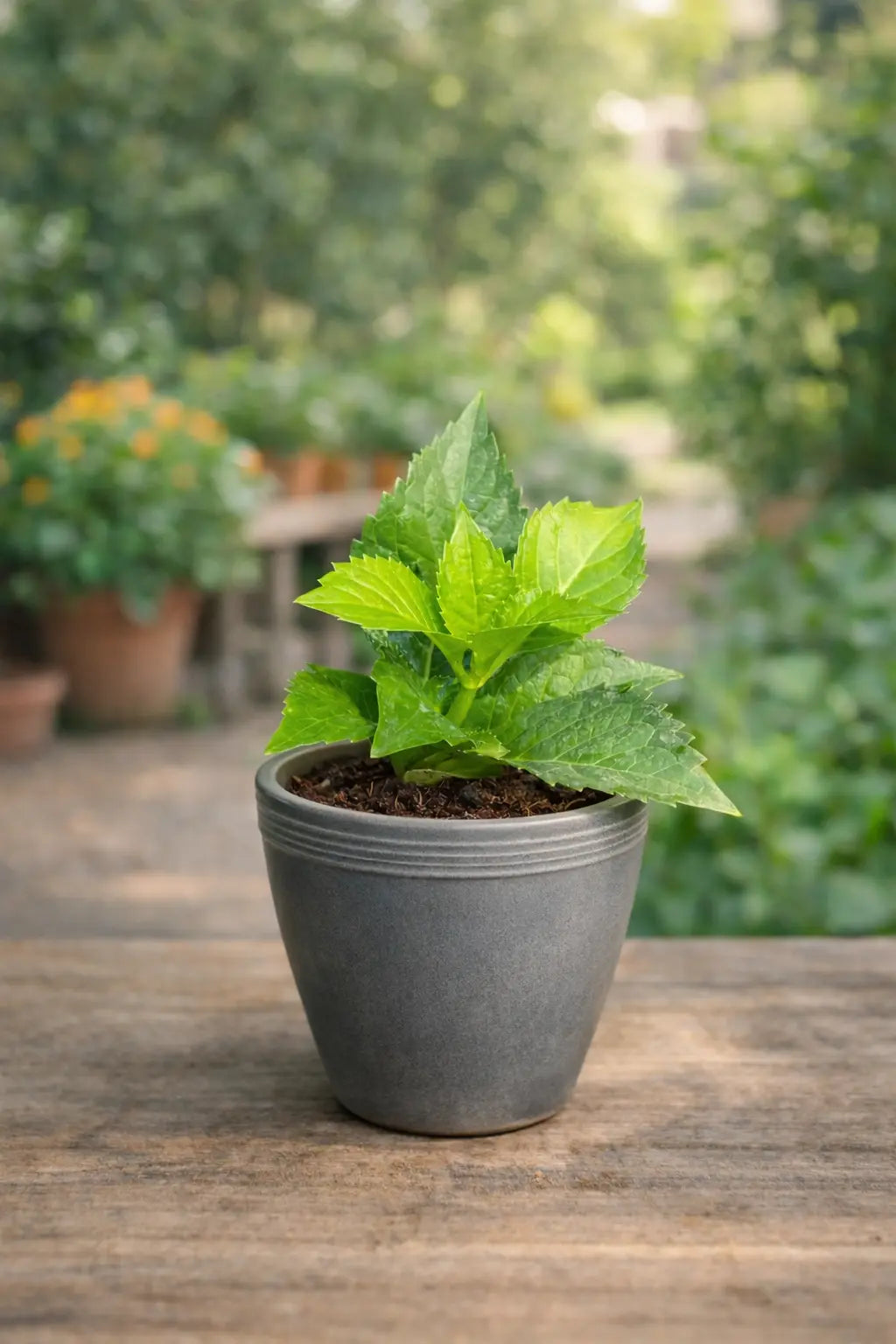 Small hydrangea sapling growing in a grey pot placed on a wooden table with green leaves and a blurred garden background.