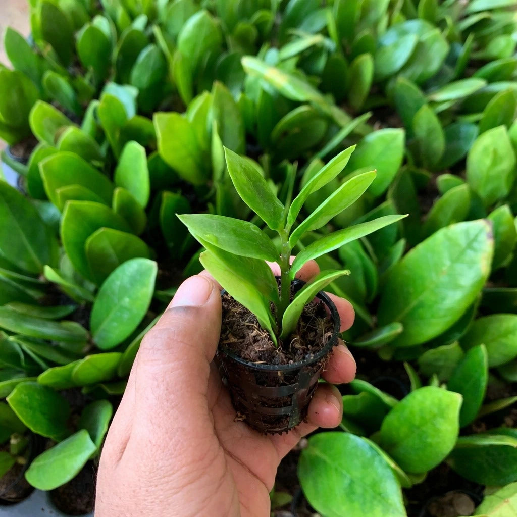 Hand holding a small potted plant surrounded by larger green plants