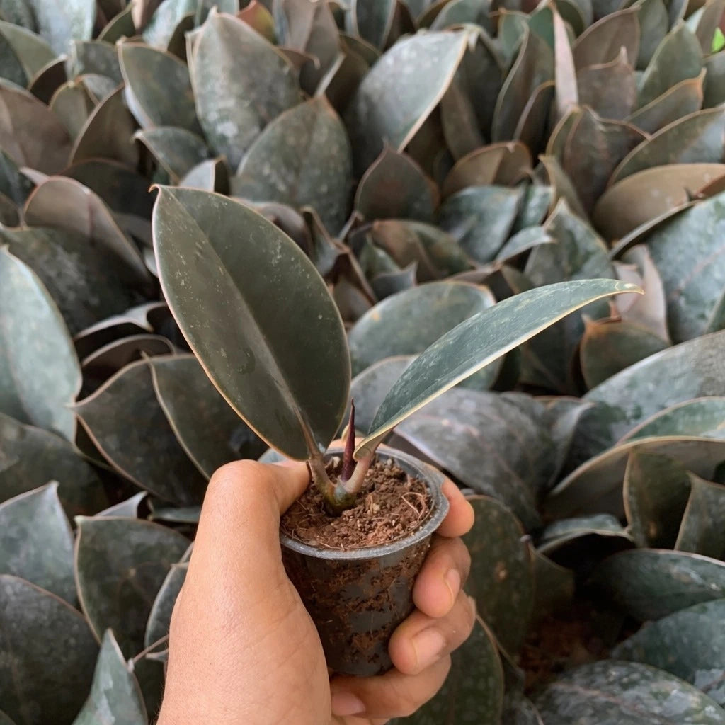 Hand holding a small potted plant surrounded by larger green leaves
