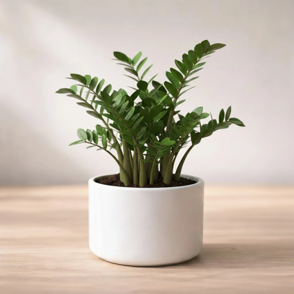 Potted plant on a wooden surface with a neutral background