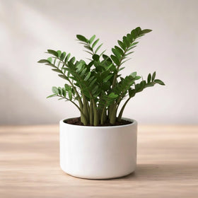 ZZ Plant Sapling(1Pc)
