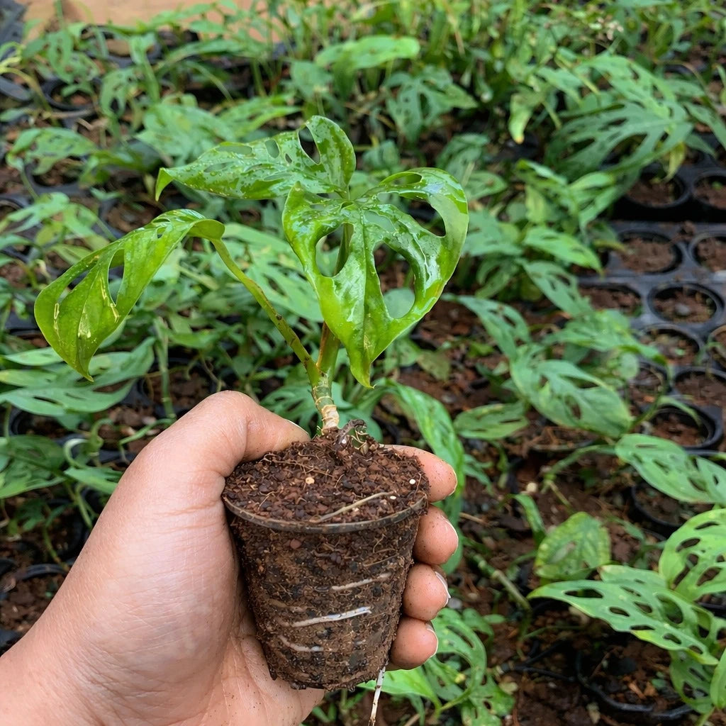 Hand holding a small potted plant with a background of more plants