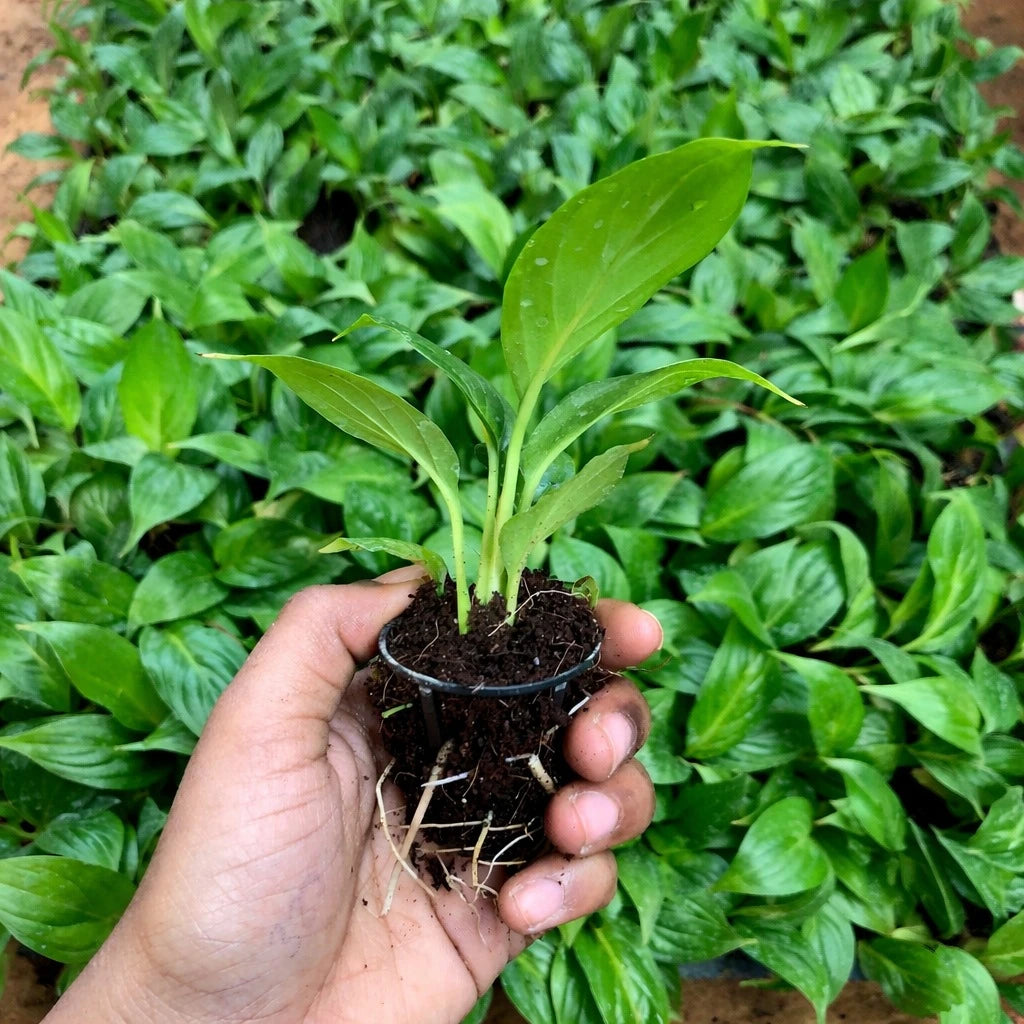 organic peace lily Peace Lily Beginner Bundle – The Affordable Organic Store