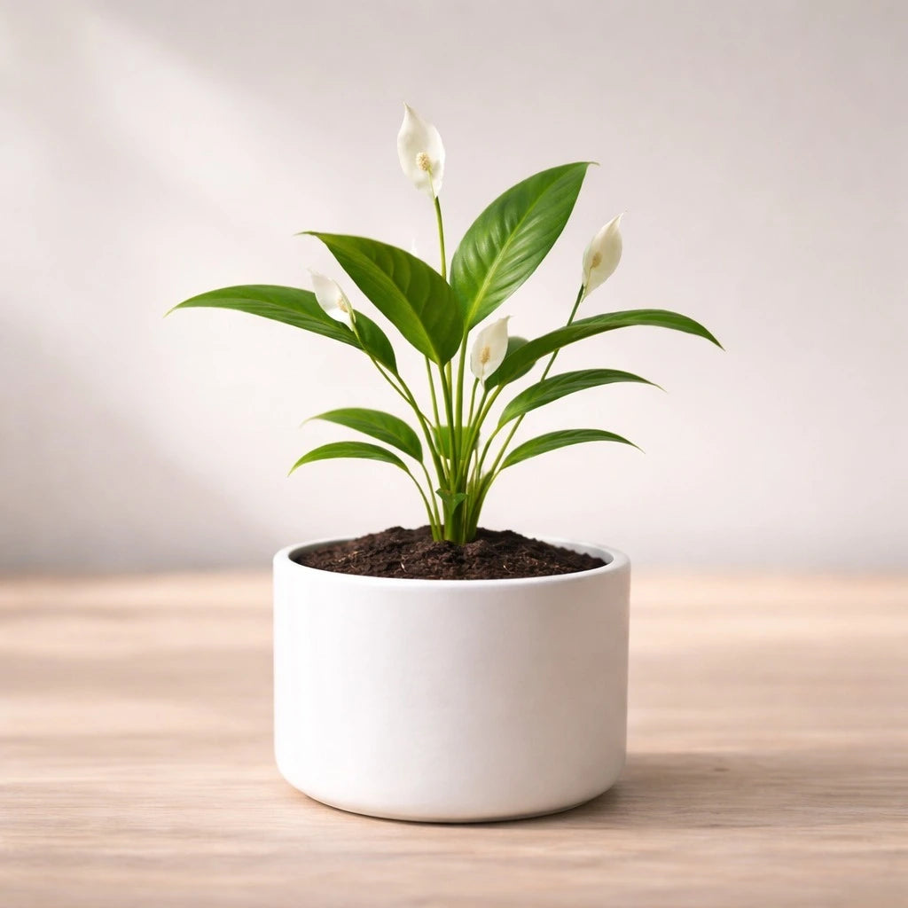 Potted plant with white flowers and green leaves on a wooden surface.