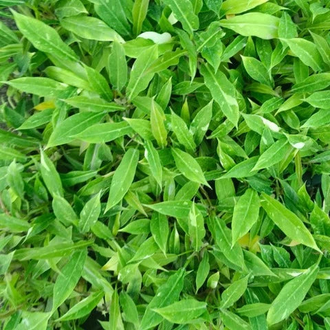 Close-up of green leaves with a blurred background