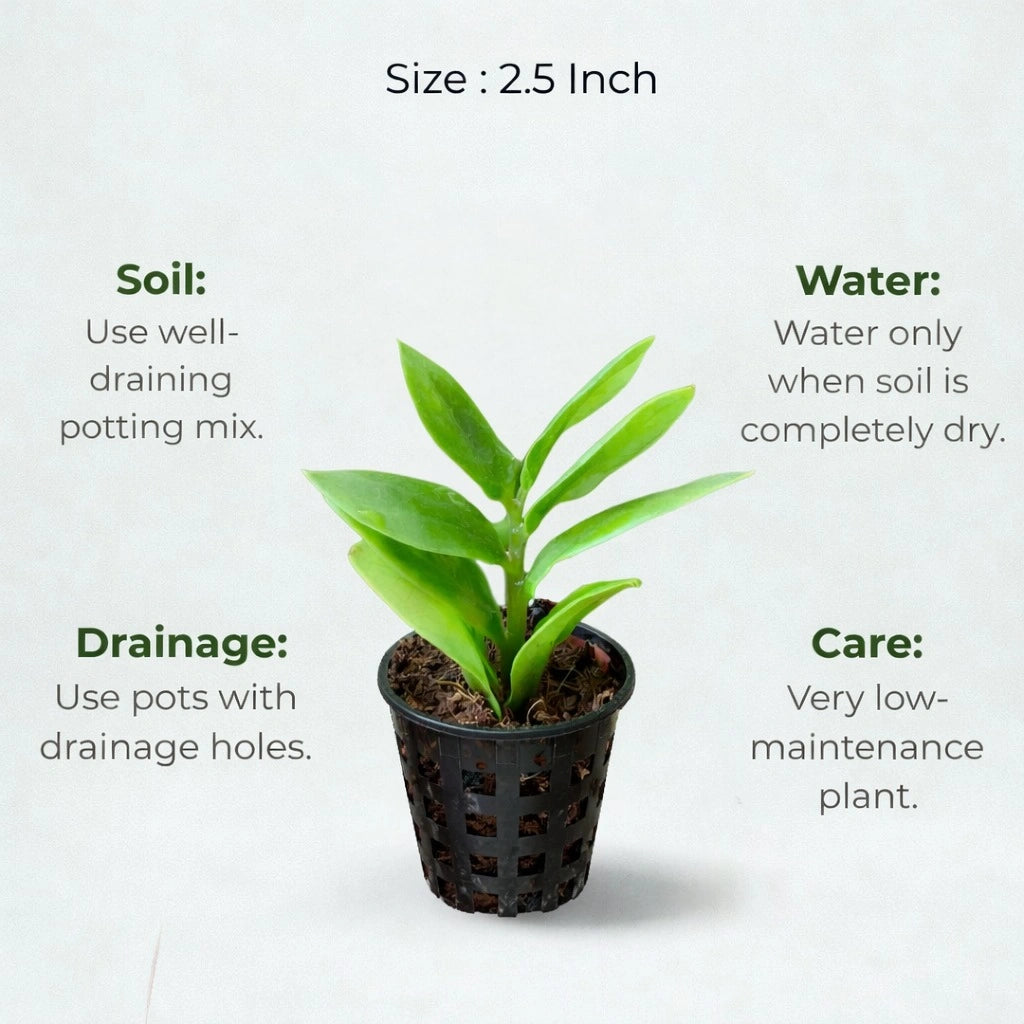 A plant in black net pot on a white background with certain details