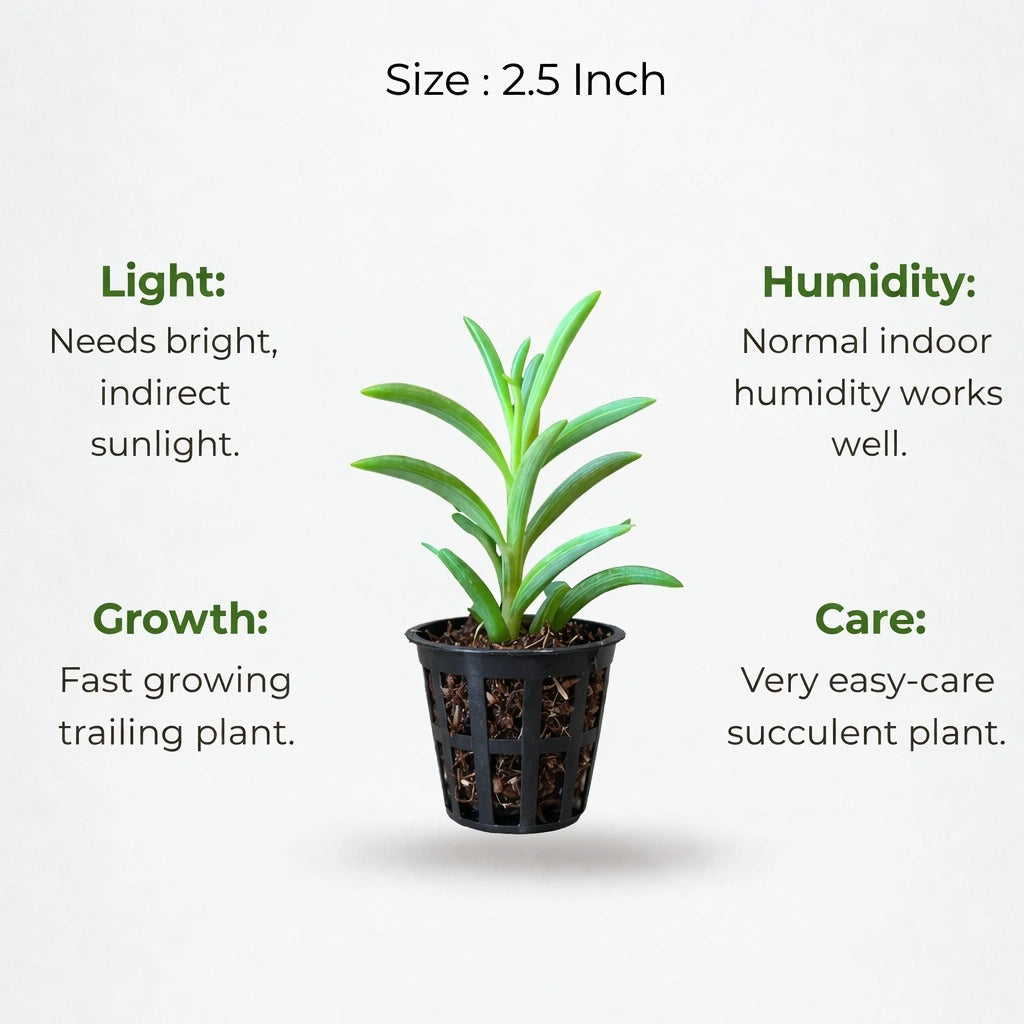 A plant in black net pot on a white background with certain details