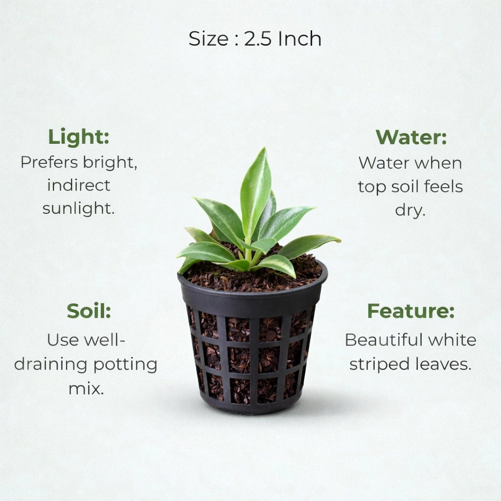 A plant in black net pot on a white background with certain details