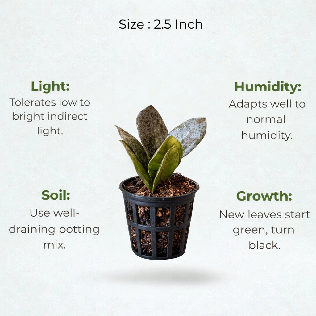 Rare Black ZZ Luxury Growth Bundle