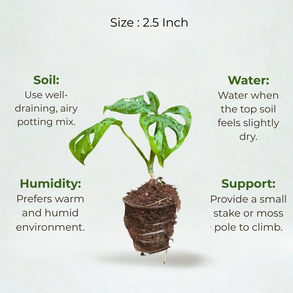 monstera plant vastu Buy Monstera Broken Heart Plant Sapling (1pc) | Only Rs.99/-
