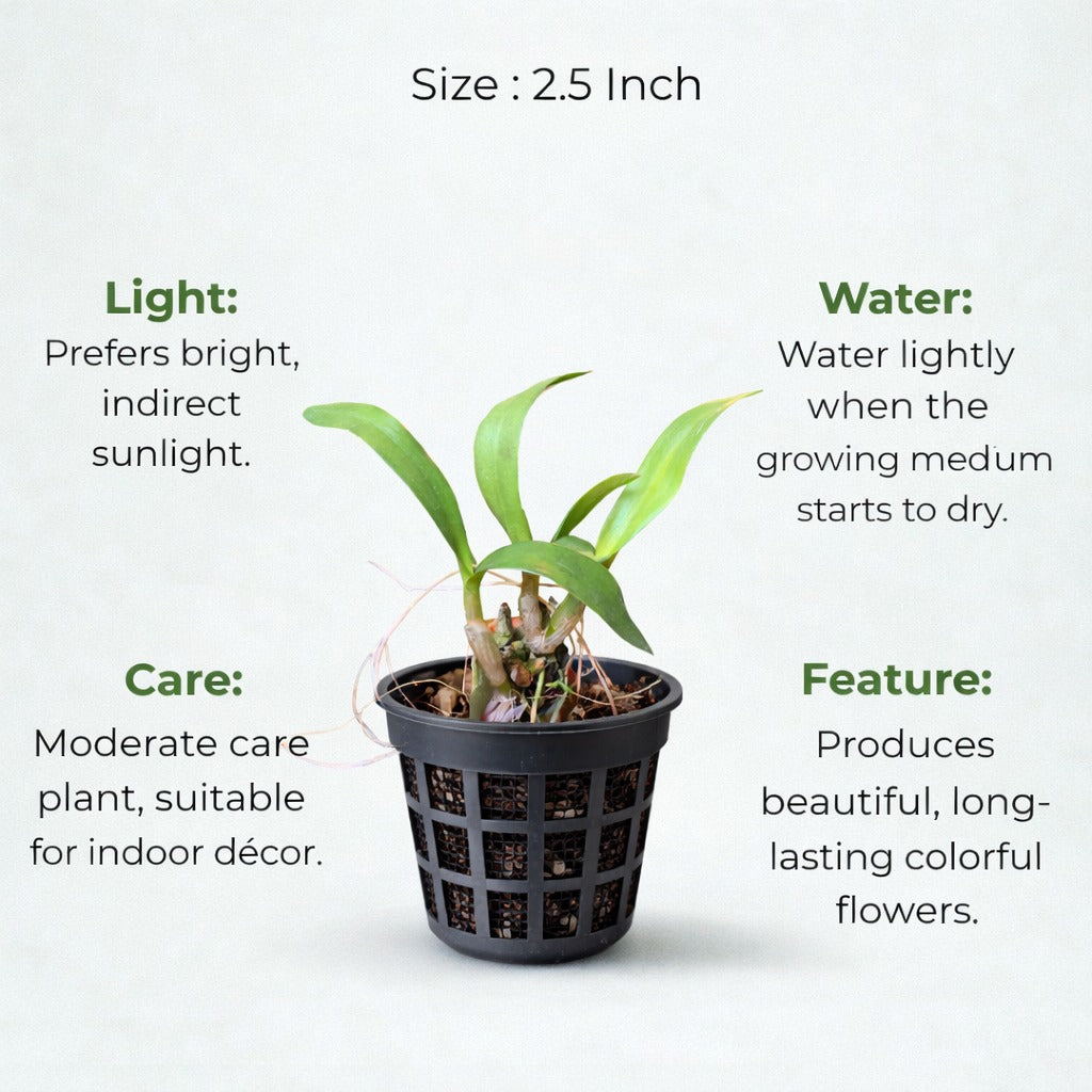 A plant in black net pot on a white background with certain details