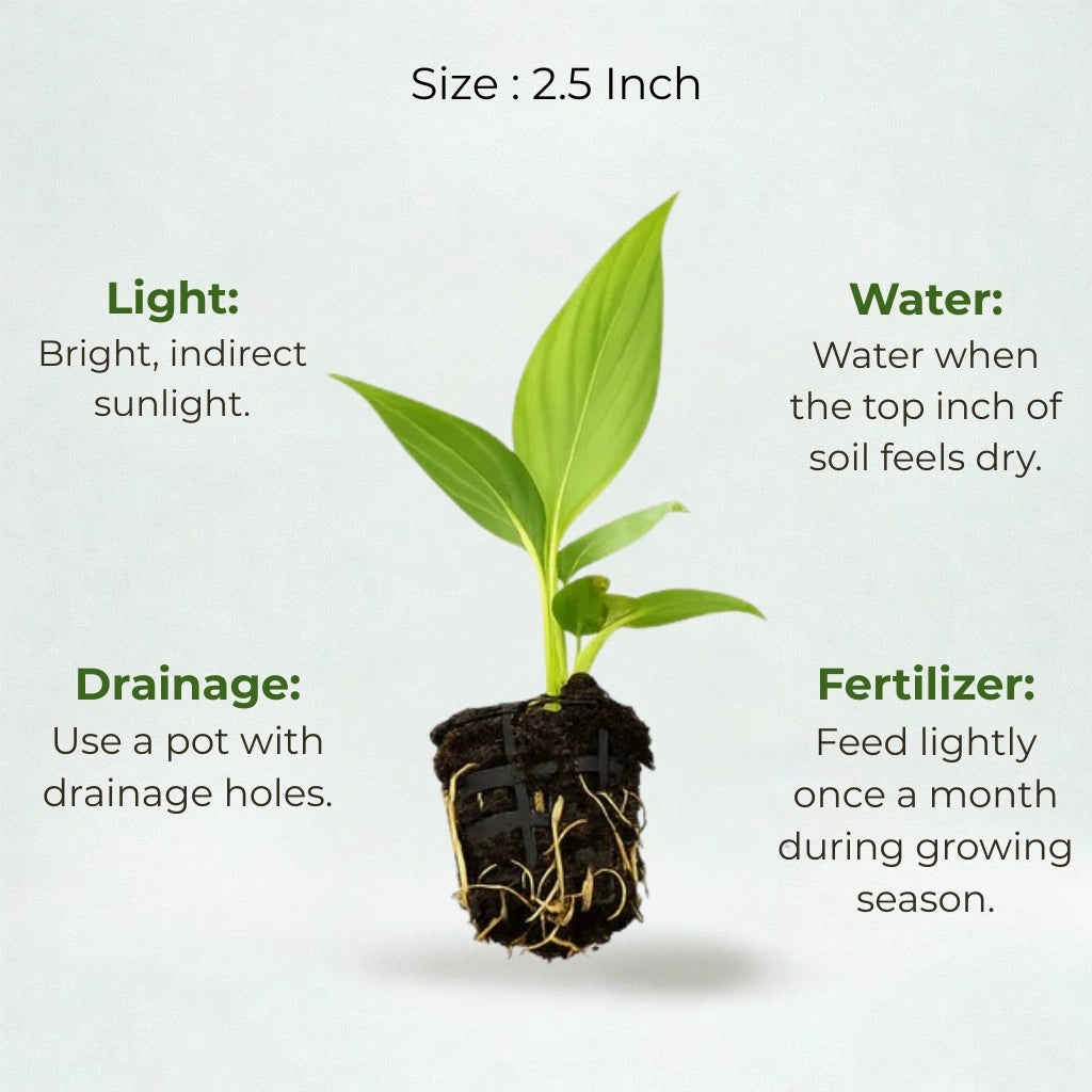 Peace Lily Beginner Bundle