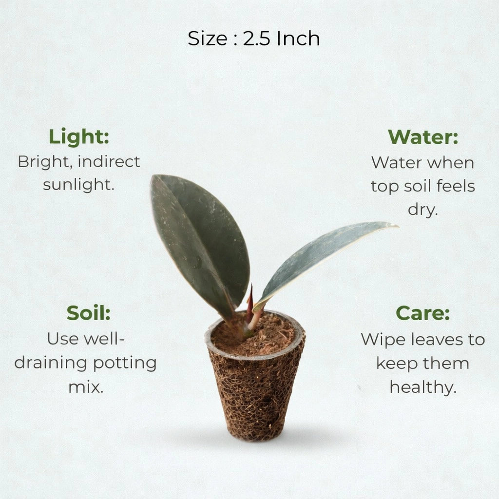 rubber plant potting mix Rubber Plant Care Combo – The Affordable Organic Store