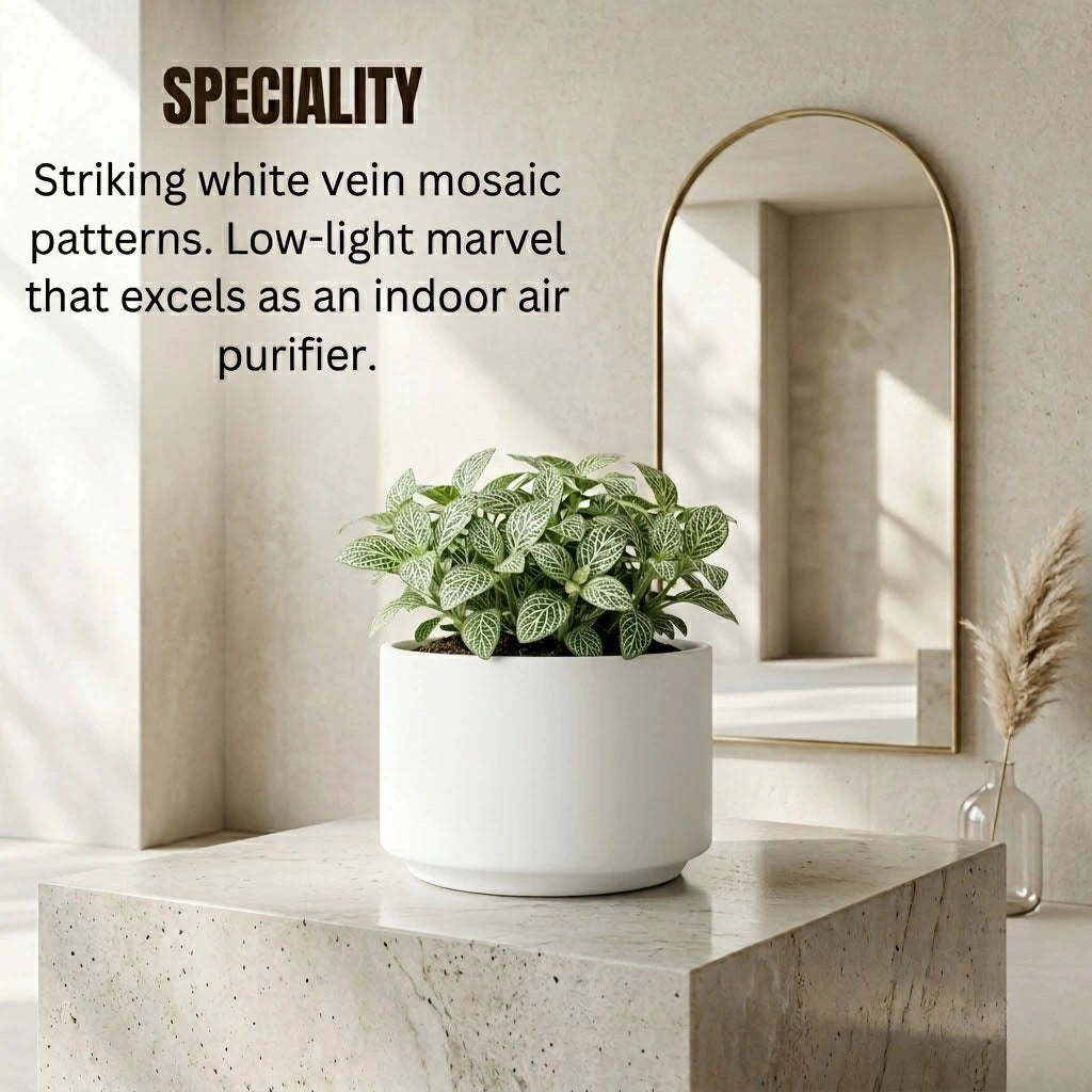 Fittonia White Sapling (1pc)