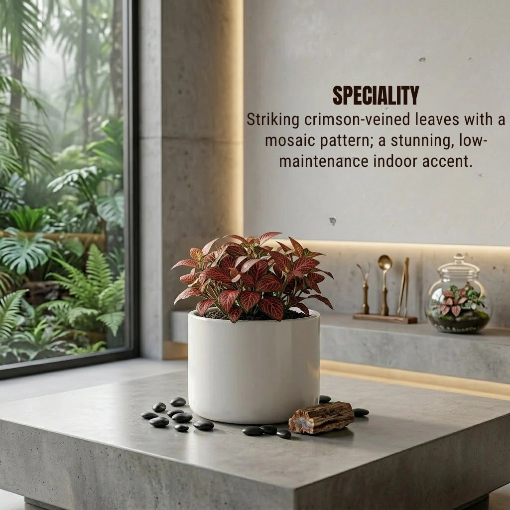 Fittonia Red Sapling (1pc)