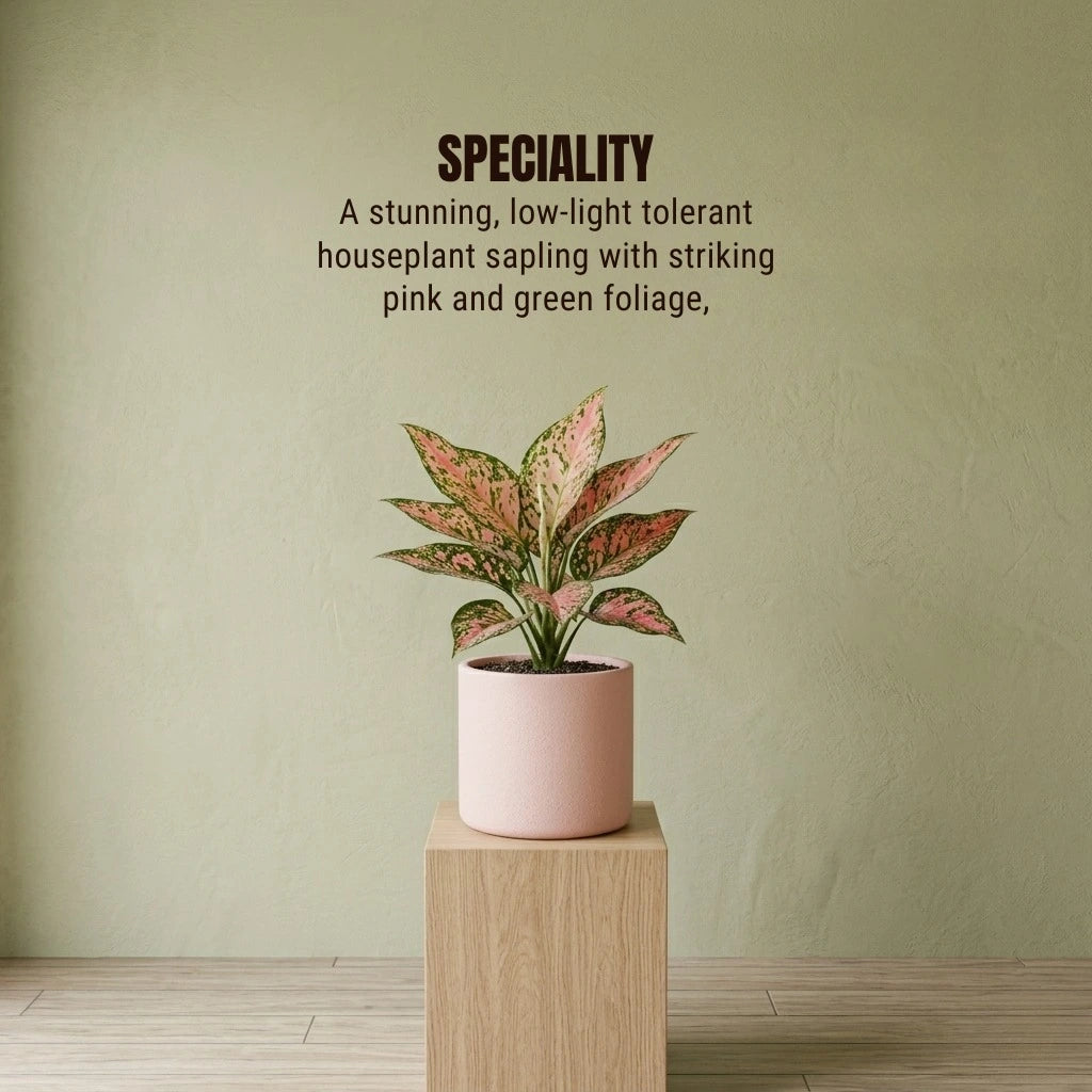 Aglaonema Pink Valentine Plant Sapling (1pc)