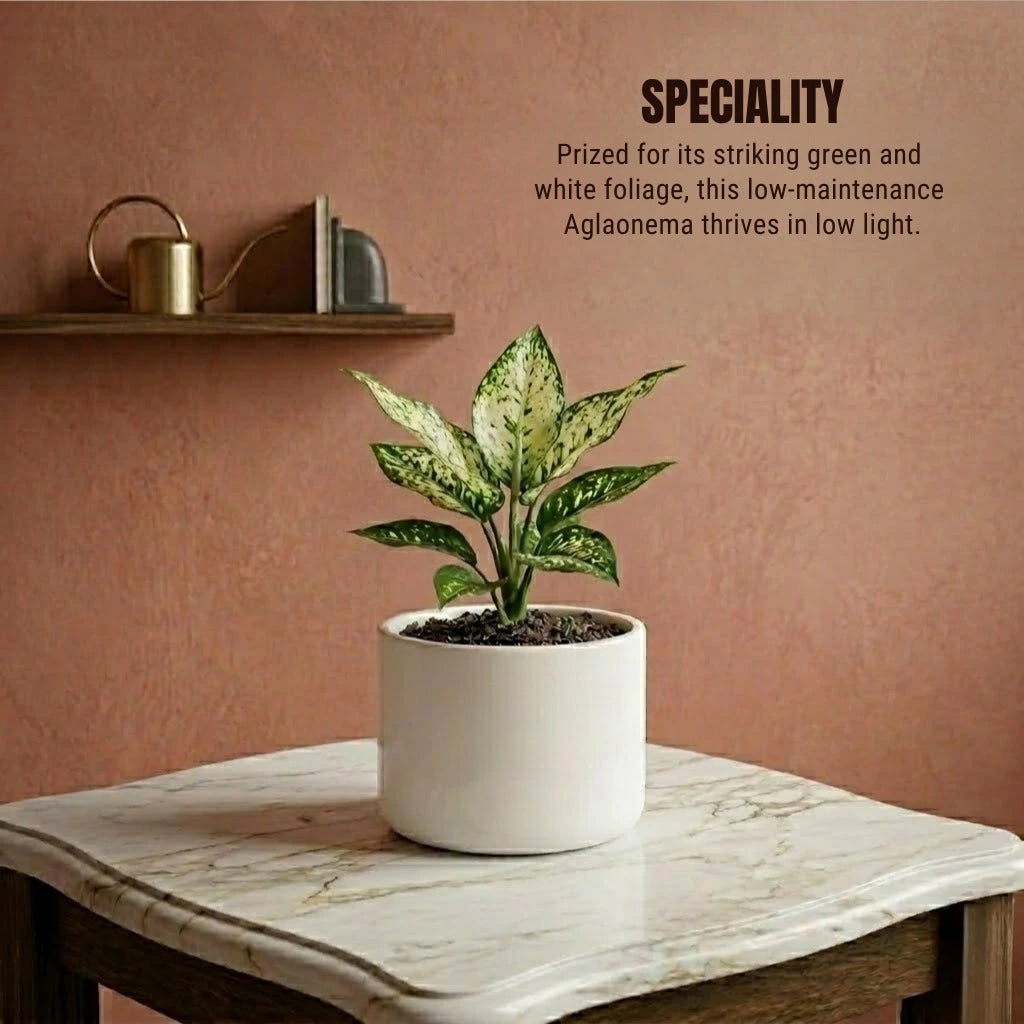 Aglaonema Snow White Plant Sapling (1pc)