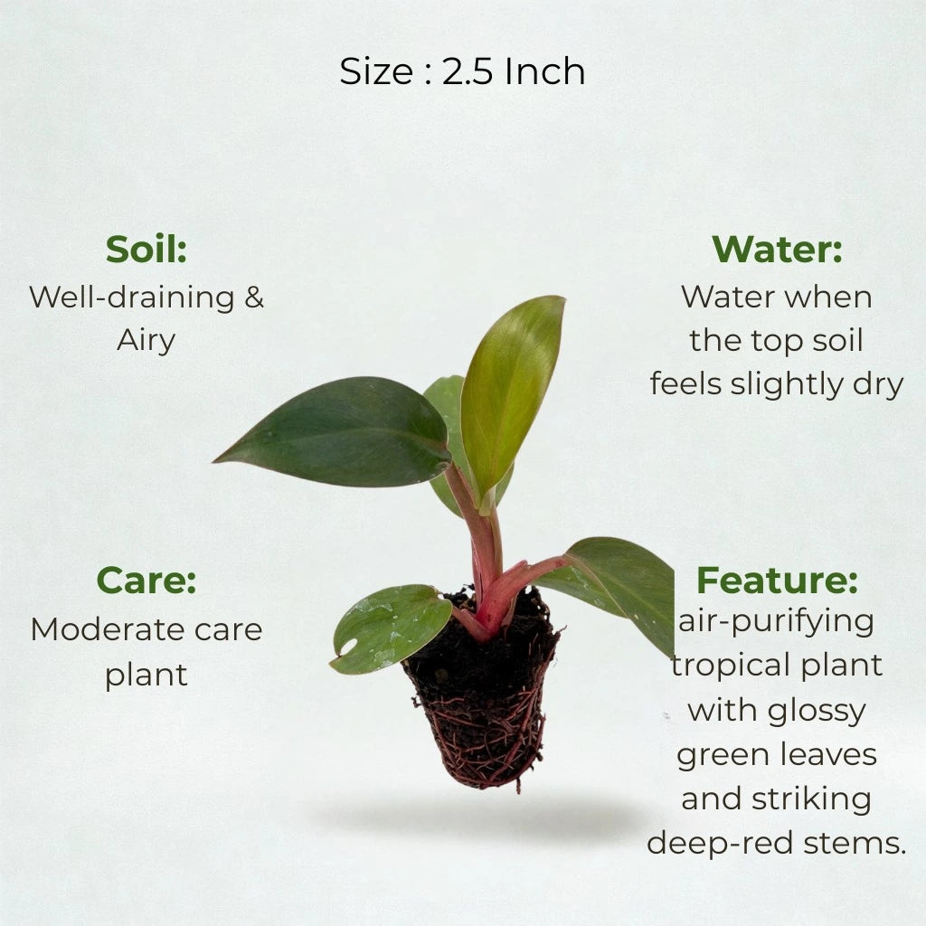 Philodendron Red Plant Sapling (1pc)
