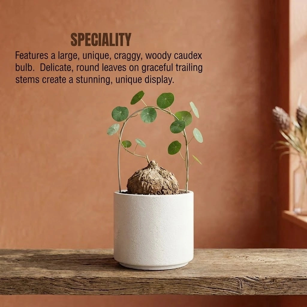 Stephania Erecta Plant Bulb(1Pc)