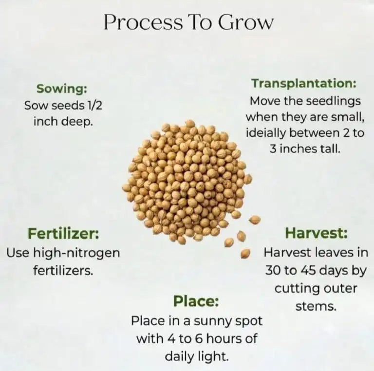 Coriander Seeds (100 seeds)