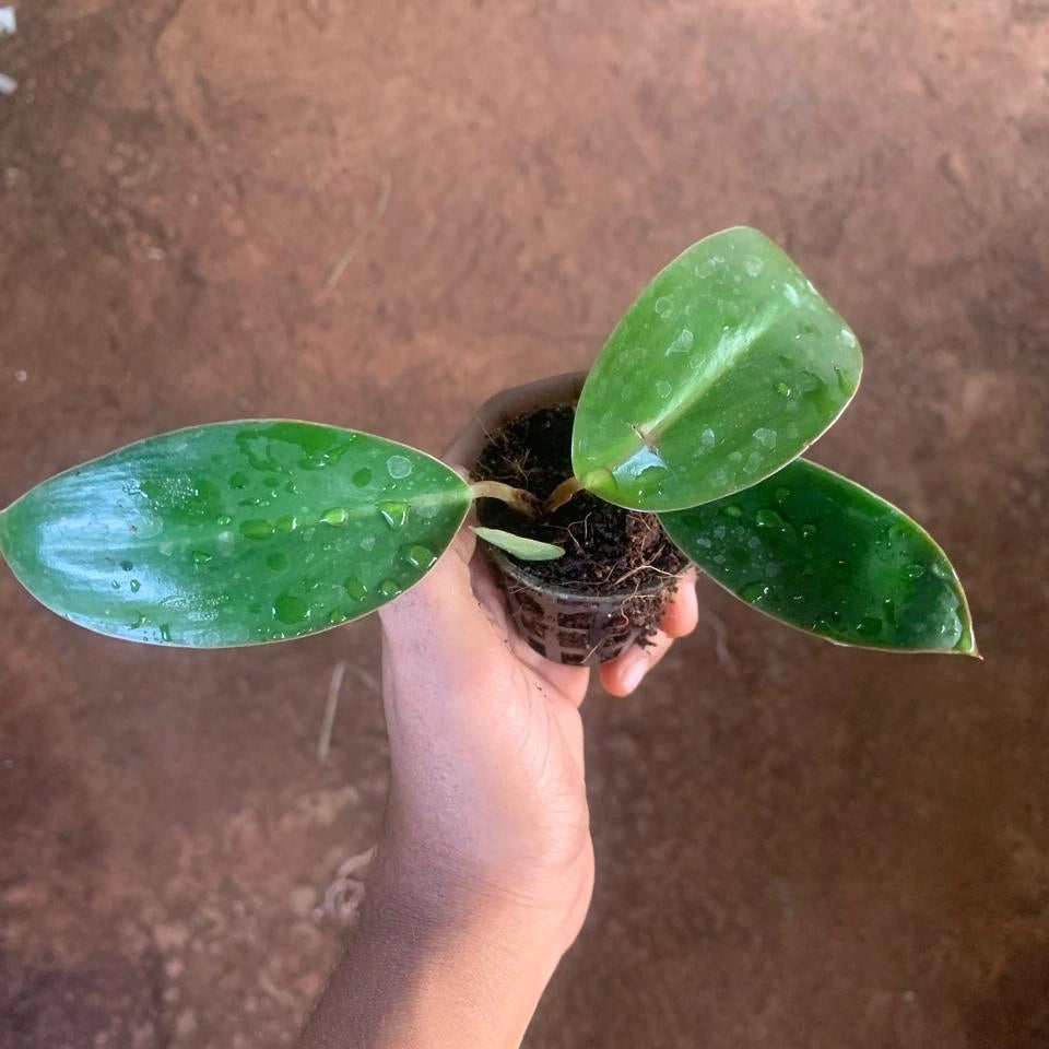 Philodendron Red Plant Sapling (1pc)