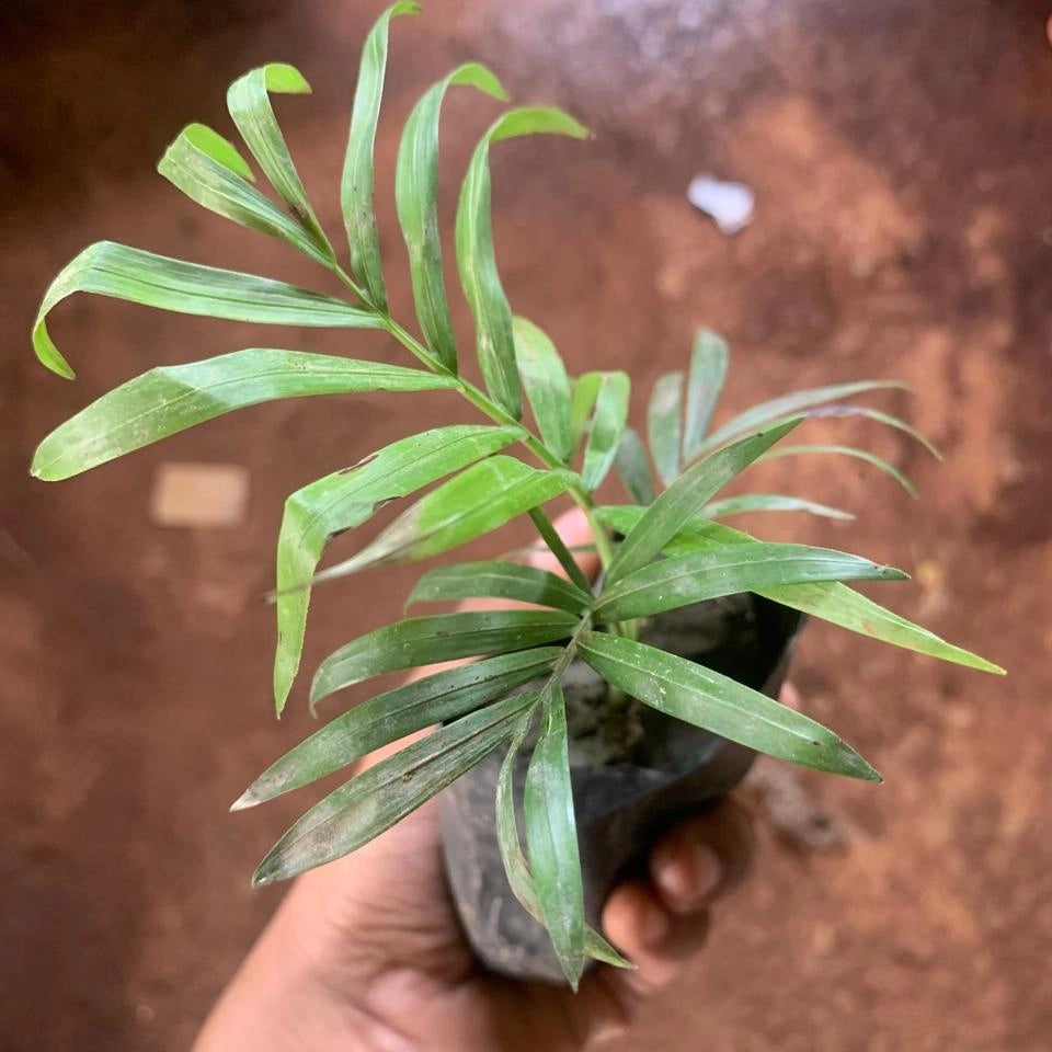 Chamaedorea Elegans Palm Plant Sapling (1pc)