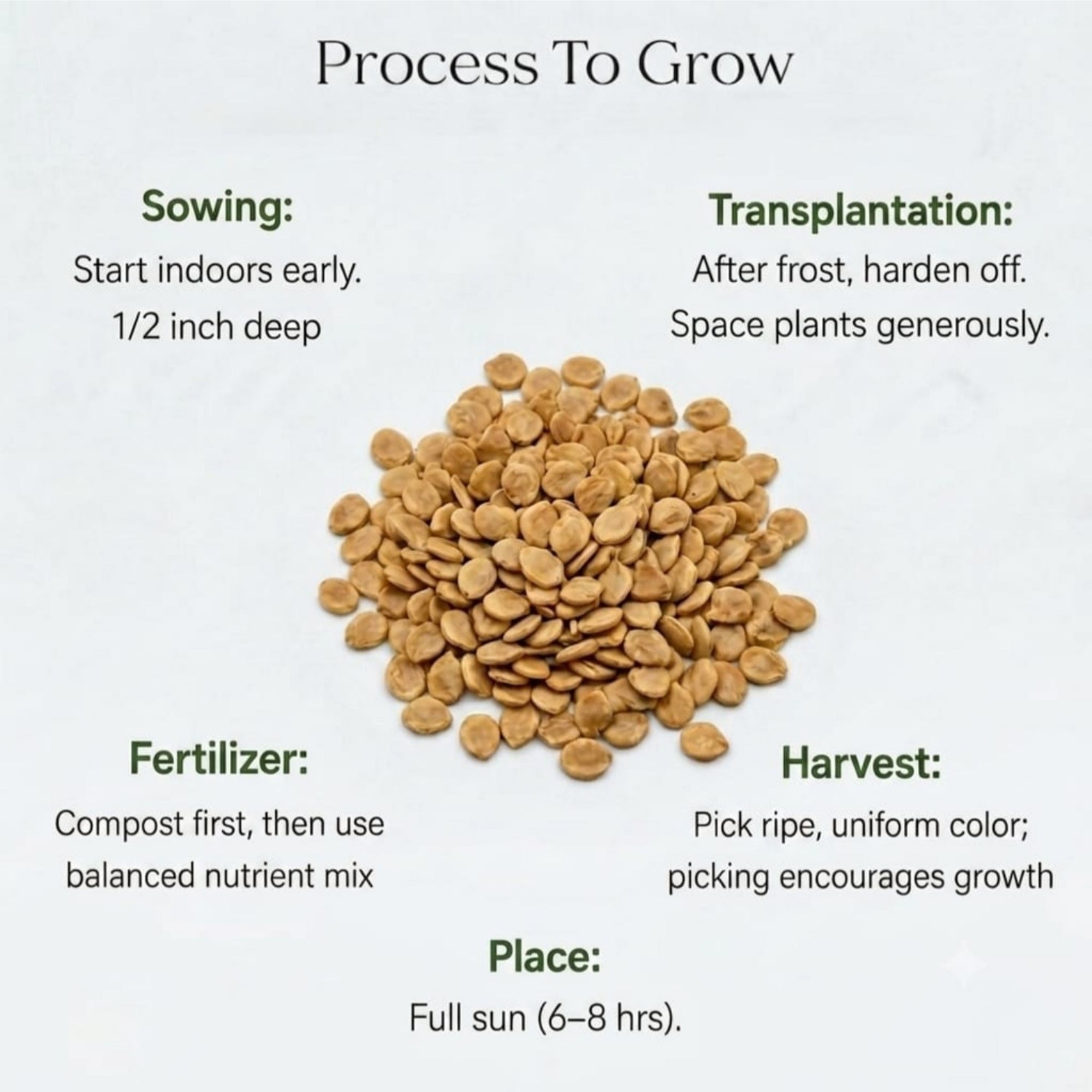 Round Tomato Seeds (15 seeds)