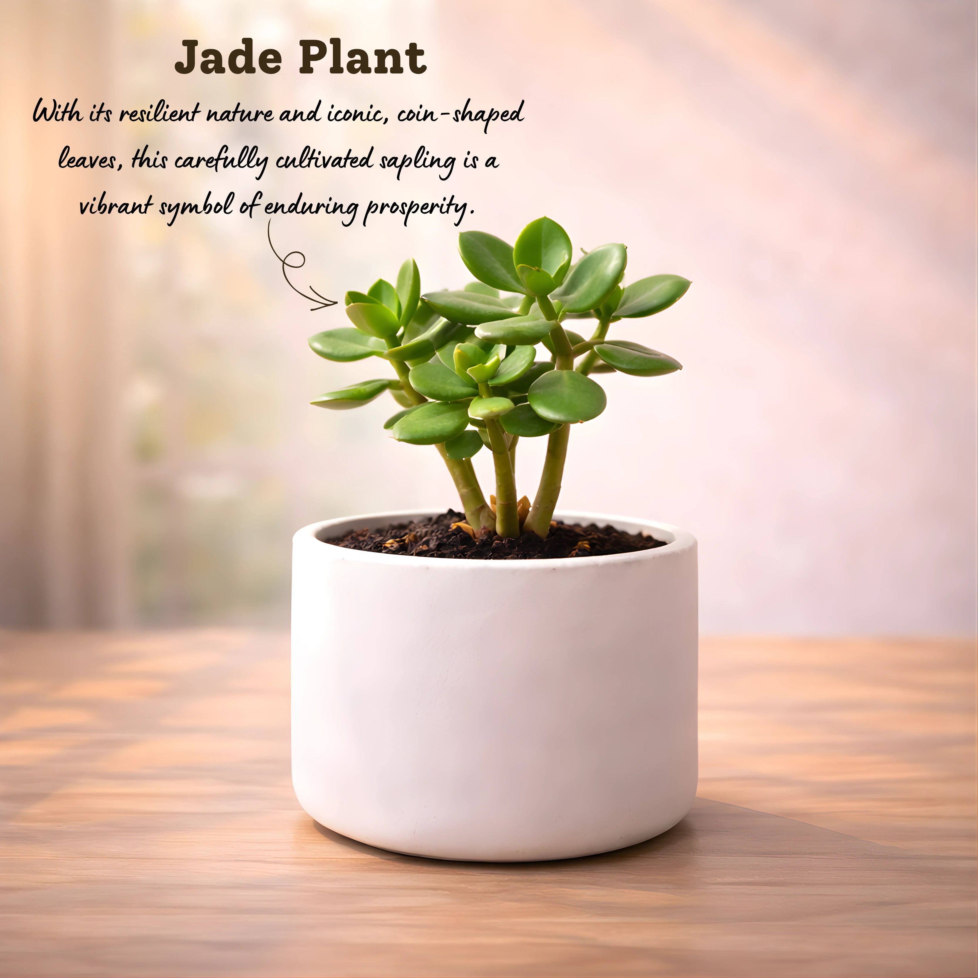 jade plant name in hindi Buy Jade Plant Sapling (1pc) | Only Rs.69/-
