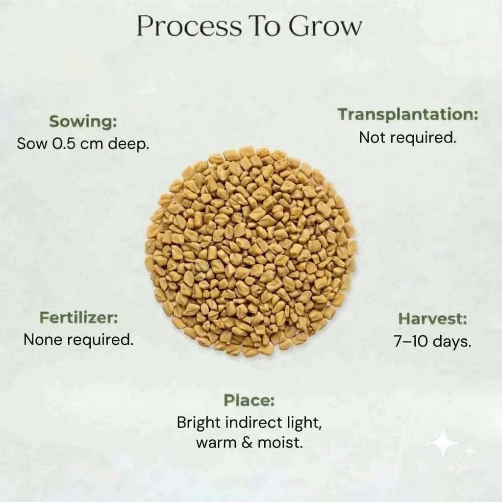 Microgreen Kasuri Methi Seeds (20gms)