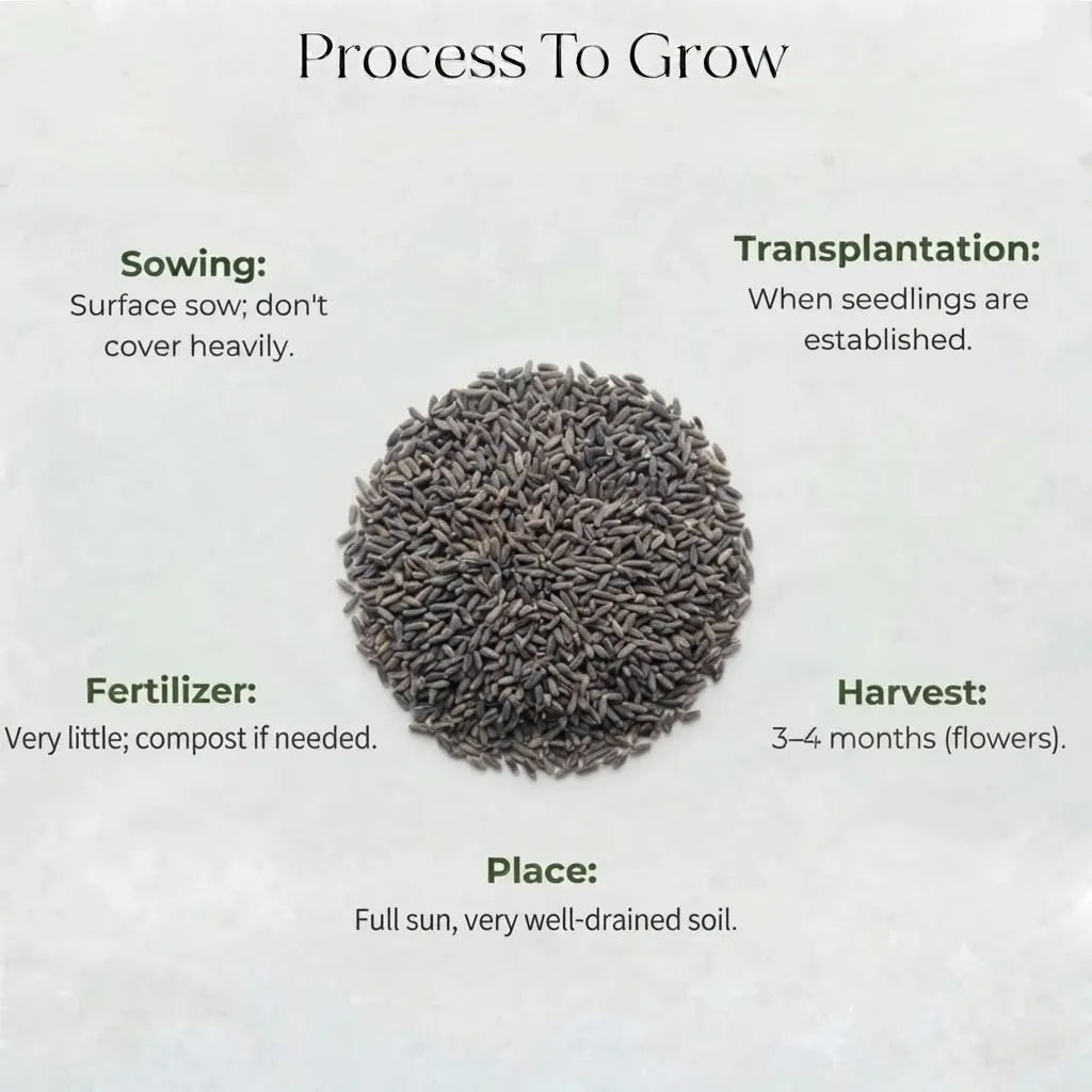 Lavender Seeds (40 seeds)